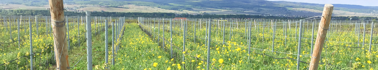 Weinreben im Frühjahr mit gelben Blumen in den Zeilen ©DLR